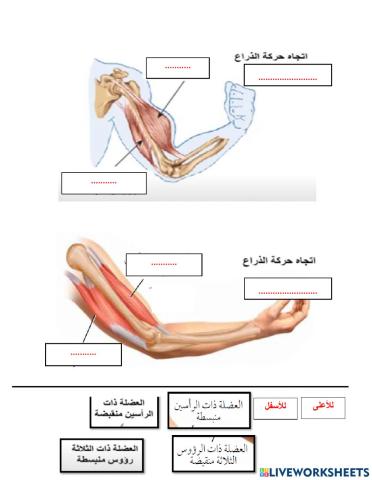 العضلات المتضادة
