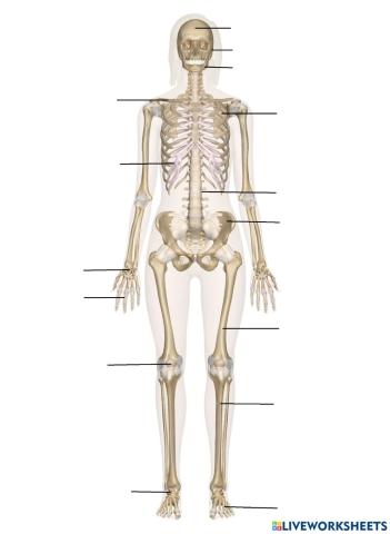 Skeleton - naming bones