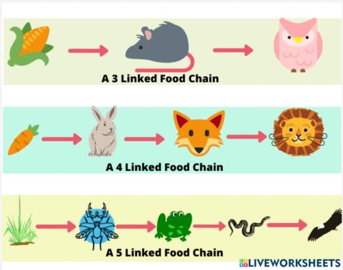 Trophic Levels of food chain