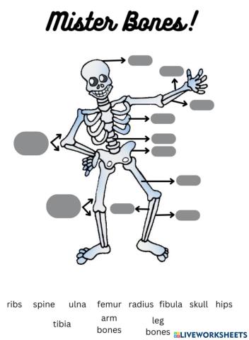 Bones of the Body