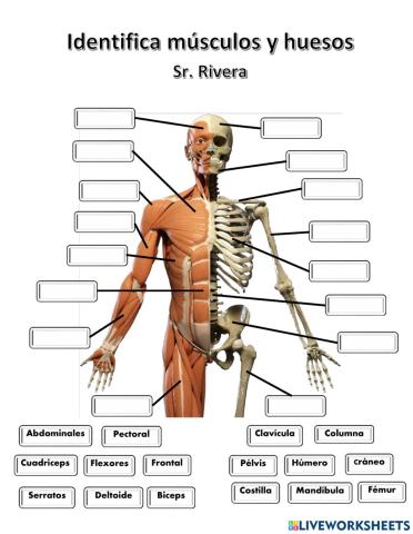 Musculos, huesos y órganos internos