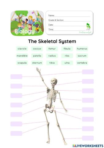 Skeletal System - HunterWoodsPH.com Worksheet