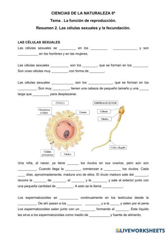 Las células sexuales y la fecundación.