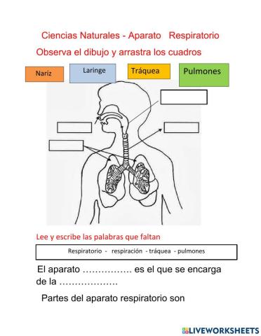 Practica del respiratorio