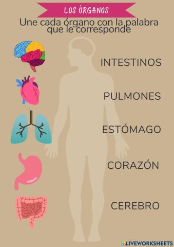 El cuerpo humano: los órganos