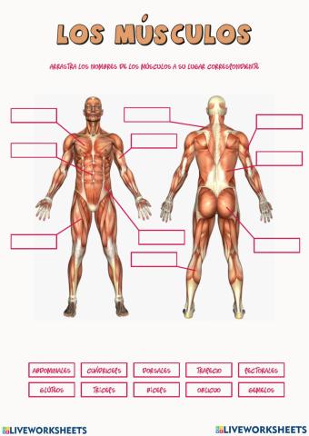 Músculos y huesos del cuerpo humano