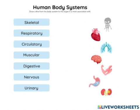 Sm sd 6 organ system