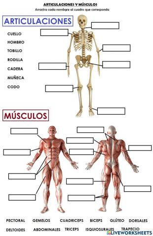 Articulaciones y músculos
