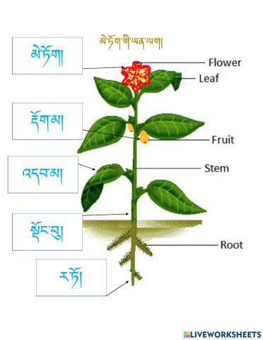 Parts of Flower Dzongkha & English