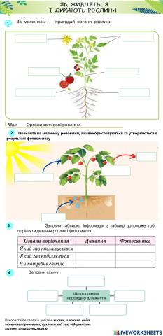 Живлення і дихання рослин