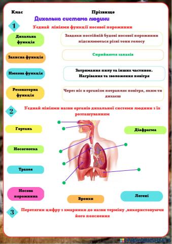 Дихальна система людини