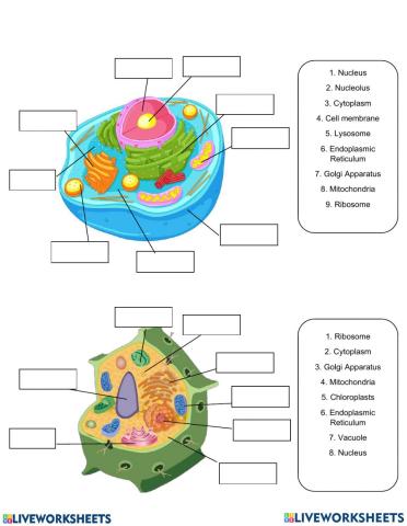 Parts of animal and plant cell