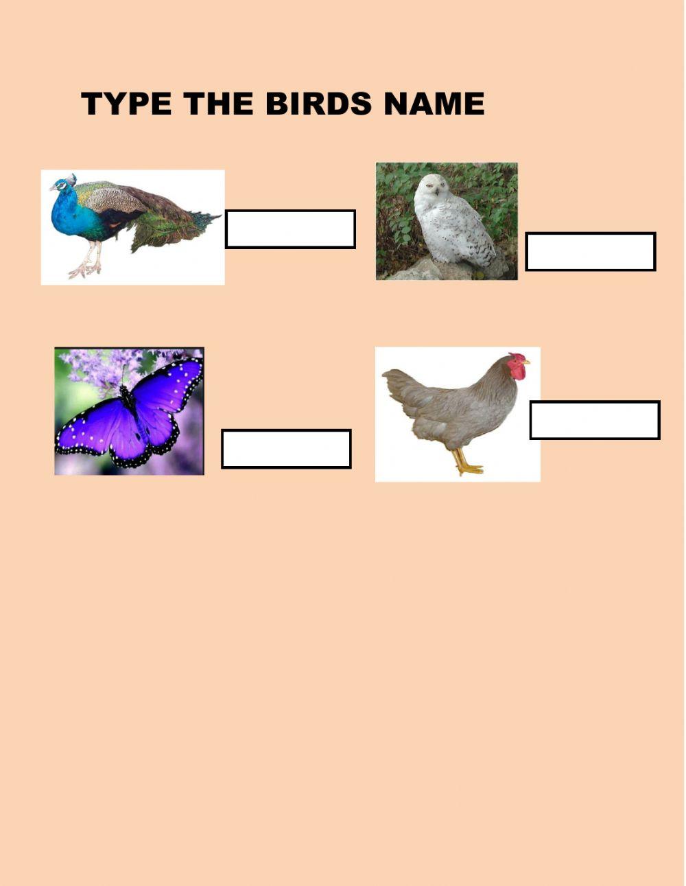 TYPE THE BIRDS NAMES