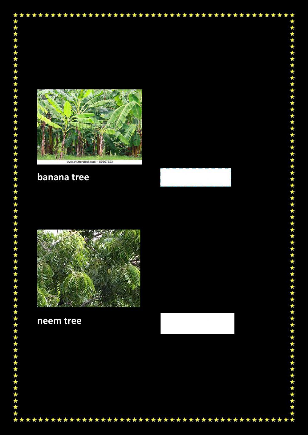 type the names of the trees