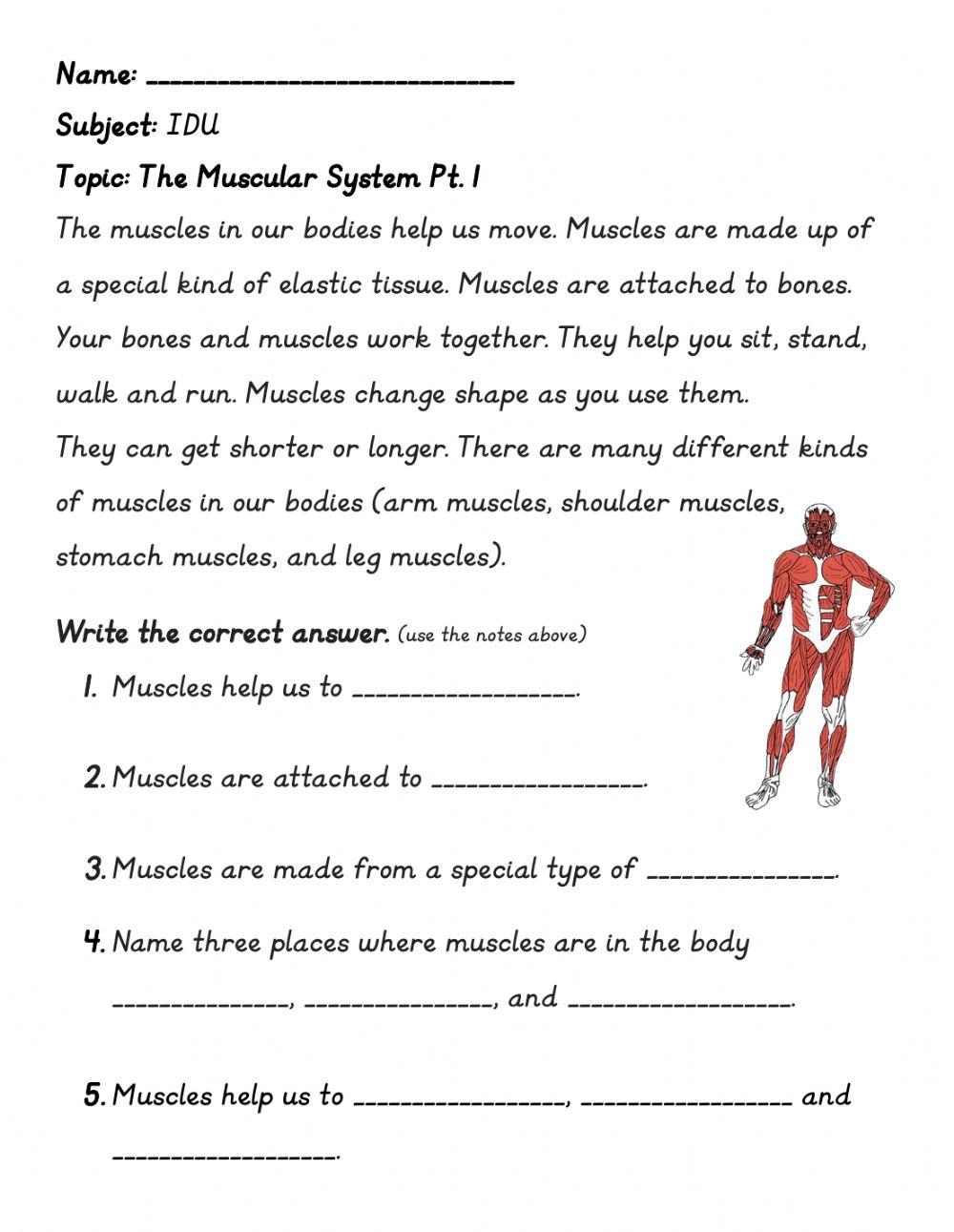The Muscular System Pt.1