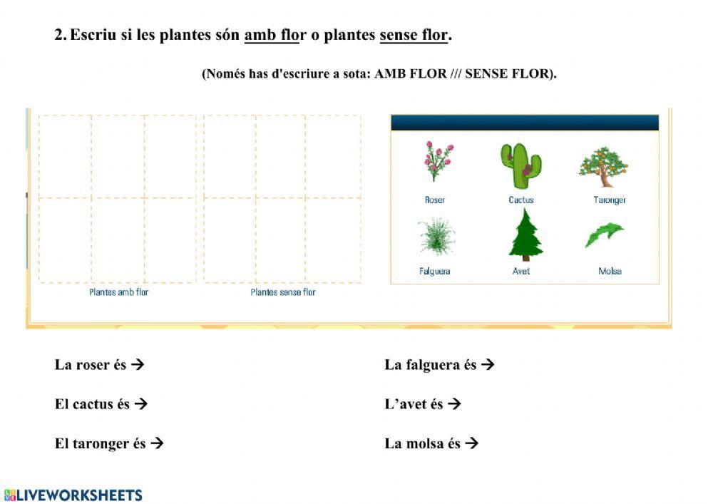 Classificació de les plantes: Amb flor o sense flor