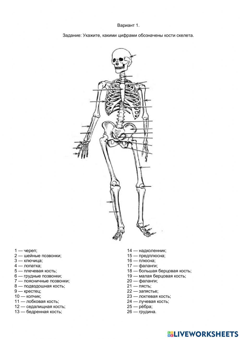 Скелет человека. вариант1.