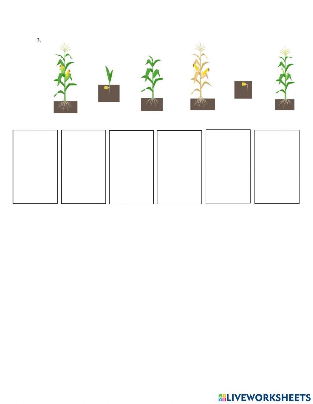Növények fejlődési szakaszai