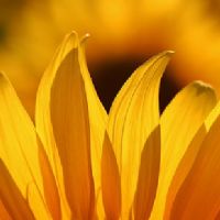 Eliana Alves de Brito