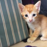 Profile picture for user cikgusainsskbp