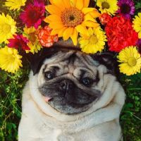 Profile picture for user flyingguitar