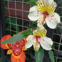 Profile picture for user Marivel