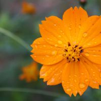 ELIANE DOS SANTOS OLIVEIRA