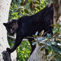 Profile picture for user LaProfeAmalla