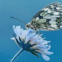 Profile picture for user Vanessa_Queiroz