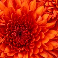 Venelina Stoyanova Todorova