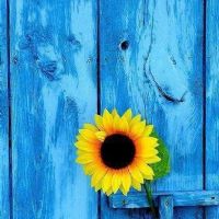 Profile picture for user CRISTYG