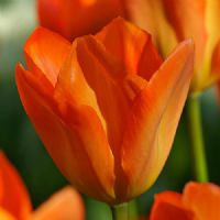 Profile picture for user alicebntz23