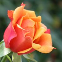 Profile picture for user Trnka