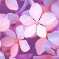 Profile picture for user Amoorah