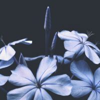 Profile picture for user Martix0218