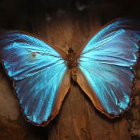 Profile picture for user ElenaKantardzhieva