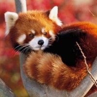 Nadia jazmina abarca lino