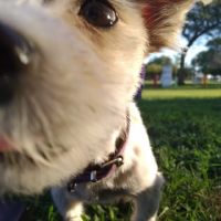 Profile picture for user chechirainhart