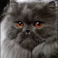 Profile picture for user ceniza