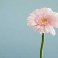 Profile picture for user eleonora_dyan