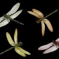 Profile picture for user alibona