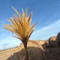 Profile picture for user sitimast_