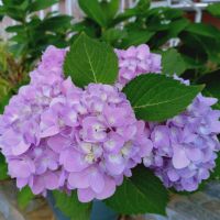 Profile picture for user MadamChinda2021