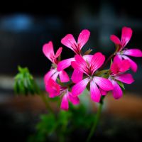 Profile picture for user AngieTraductora