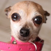 Marisol Lopez Valdez