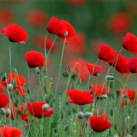 Profile picture for user EvaVergara