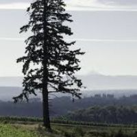 Profile picture for user jemi89