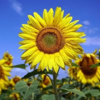 Profile picture for user phattiya1994