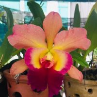 Profile picture for user mdmros