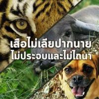 Profile picture for user krutick475